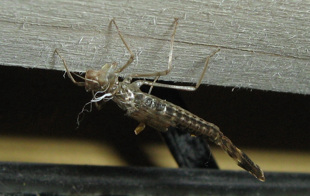 Neolibellula appena nata: Chalcolestes viridis?